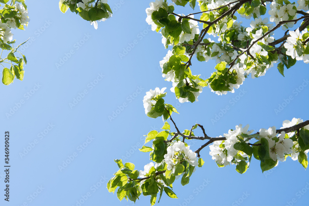 blossoming apple tree in spring
