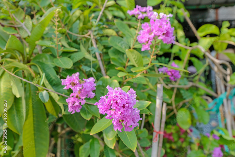 Lagerstroemia, crape myrtle flower. Lagerstroemia, crape myrtle flower.