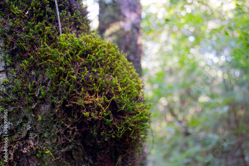 moss on tree
