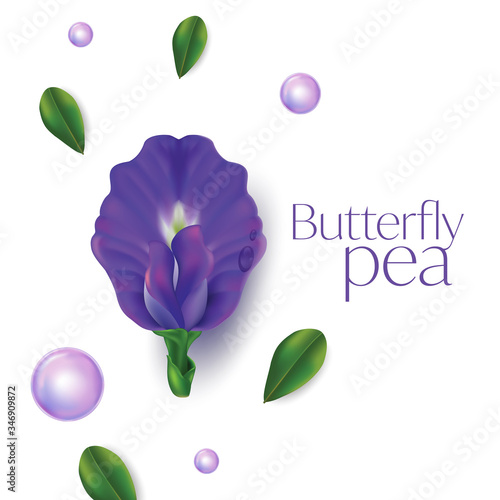 Butterfly pea flower vector illustration on white background , Clitoria ternatea