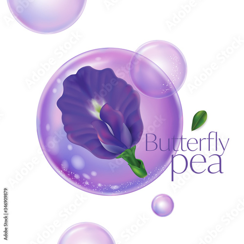 Butterfly pea flower vector illustration on white background , Clitoria ternatea
