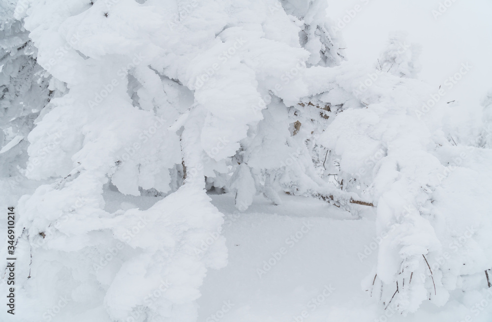 Snow covered on branches in the winter