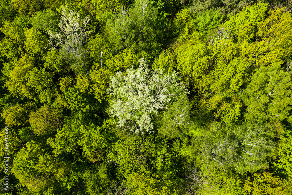 Top view of the dirt road and dense green forests. Beautiful bright landscape photography with drone on a summer day