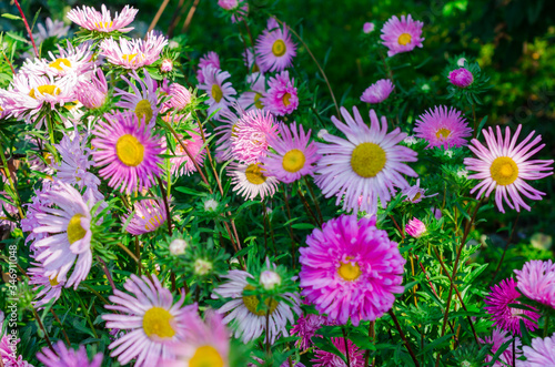 Fototapeta Naklejka Na Ścianę i Meble -  colorful flowers in summer garden
