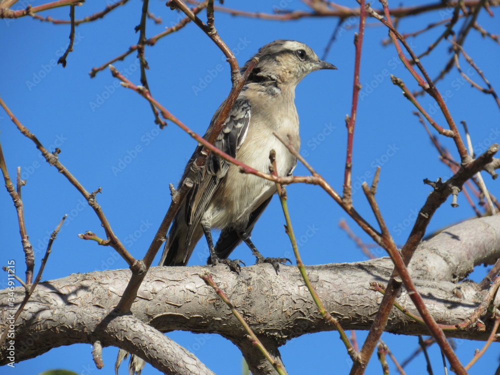 AVE CALANDRIA POSED ON THE BRANCH OF A PEACH TREE AVE CALANDRIA POSED ON THE BRANCH OF A PEACH TREE