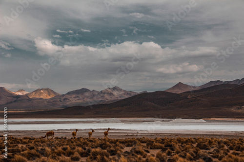 salt desert with guanacos landscape mountains