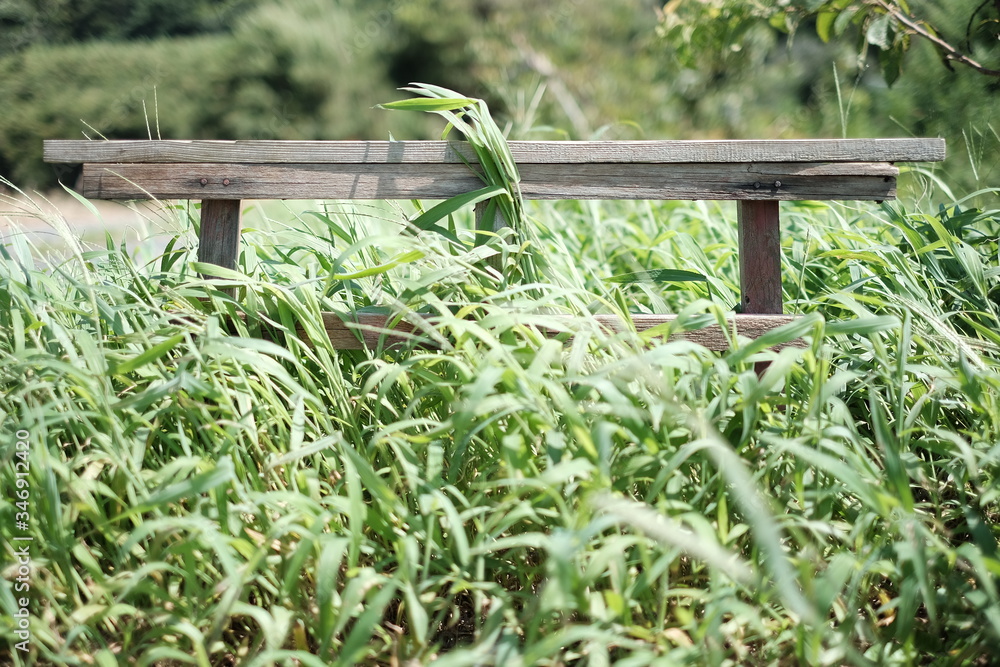 Obraz premium 草に覆われた鳥居