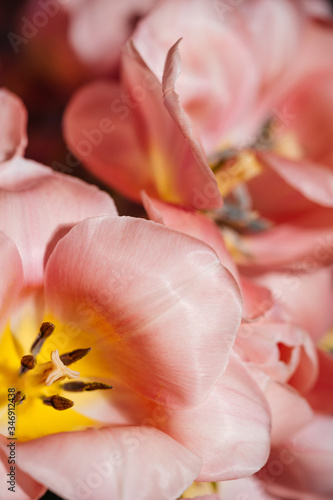 Pink tulips close-up Background for postcard or wallpaper. The concept of a holiday and flowering.