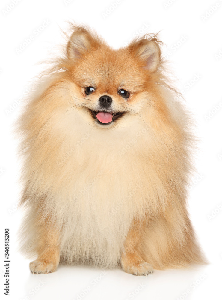 Obraz premium Pomeranian Spitz on white backround
