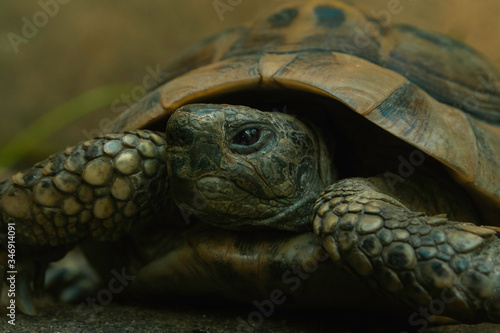 Closeup of a beautiful turtle portrait. Turtle crawling on a green grass