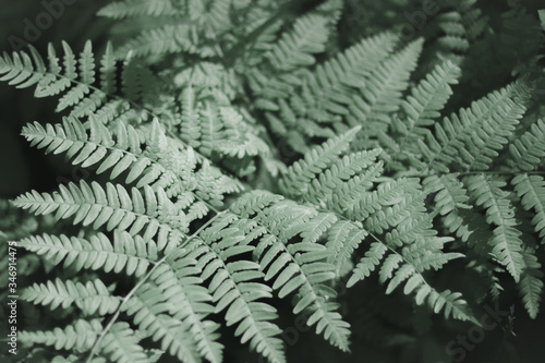 Close up of a fern and the pattern in its leaves.
Green foliage natural floral fern background.