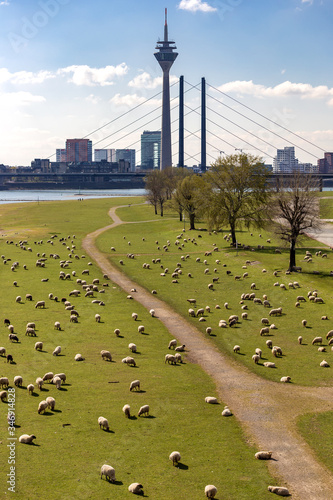 Rheinschafe, Düsseldorf, Deutschland