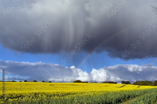 chmura deszczowa i tęcza nad polem rzepaku © ARTUR