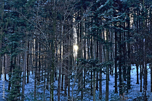 Dark forest with winter sun photo