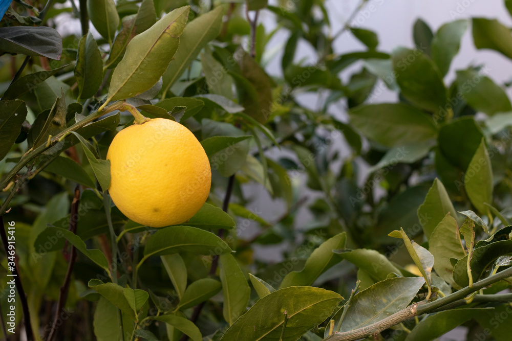 yellow lemon hanging on tree. Blurred background. The photo was taken at the market. Close up.