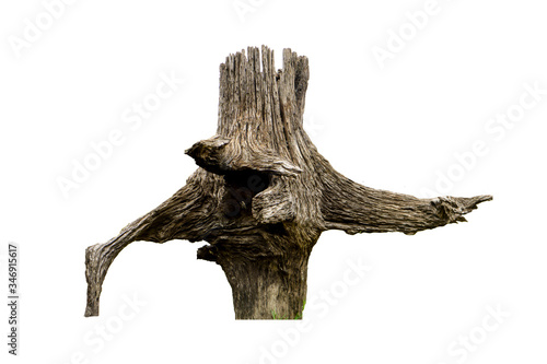 Old tree roots that are dry and dead for a long time are on a white background