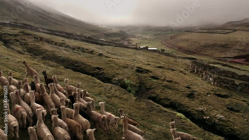Lamas in the middle of the Peruvian Andes