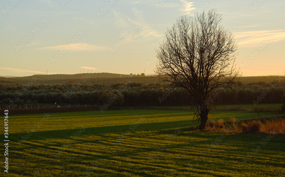 Lonely bare tree and farmlands scenery during evening sunlight. Granada, Spain Lonely bare tree and farmlands scenery during evening sunlight. Granada, Spain