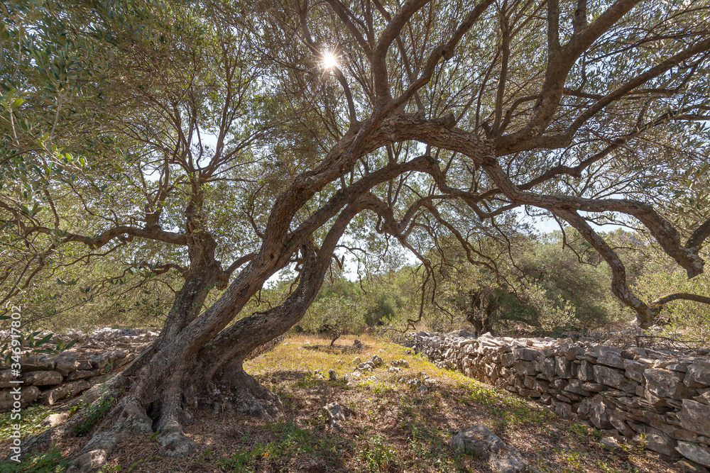 Old olive tree on the island Korcula in Dalmatia, Croatia