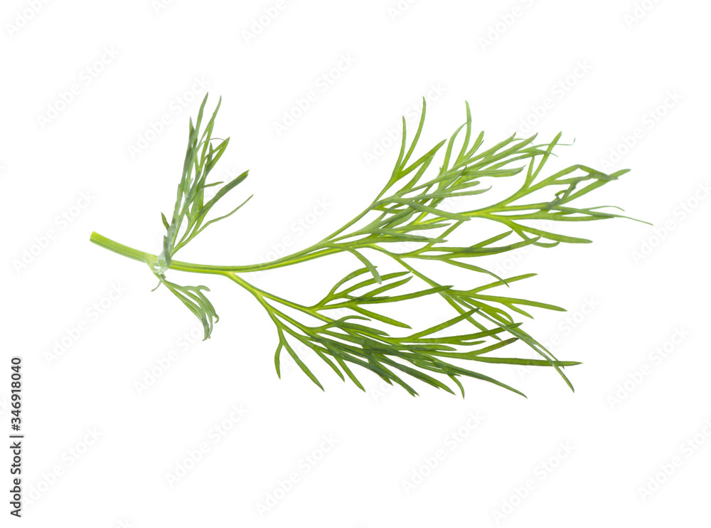 Fototapeta premium dill branch on a white background, isolated.
