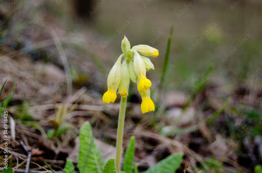 Photo of wild primrose photo in the forest