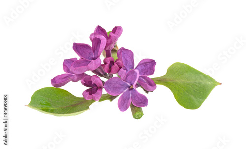 lilac flower on a white background, isolated. © Bohdan
