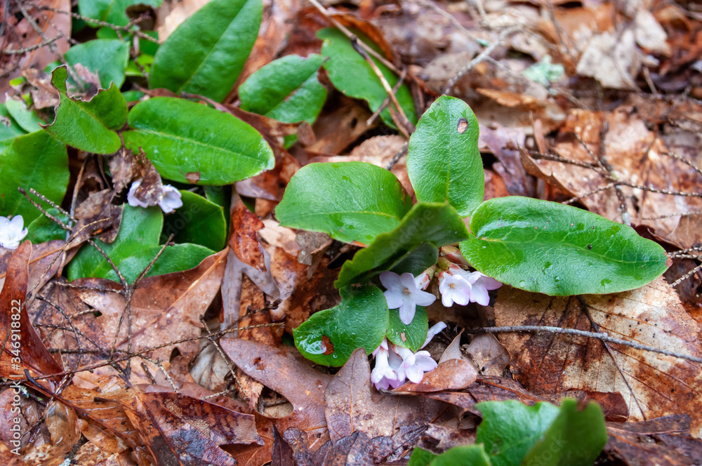 Trailing Arbutus plants Trailing Arbutus plants
