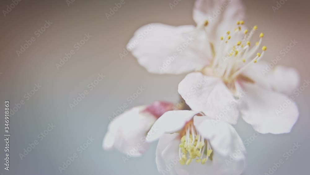 delicate floral background of almond flower flower opens next to an already blooming flower delicate floral background of almond flower flower opens next to an already blooming flower