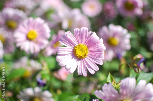 summer season blloming  cute beautiful pink flower in garden  closeup