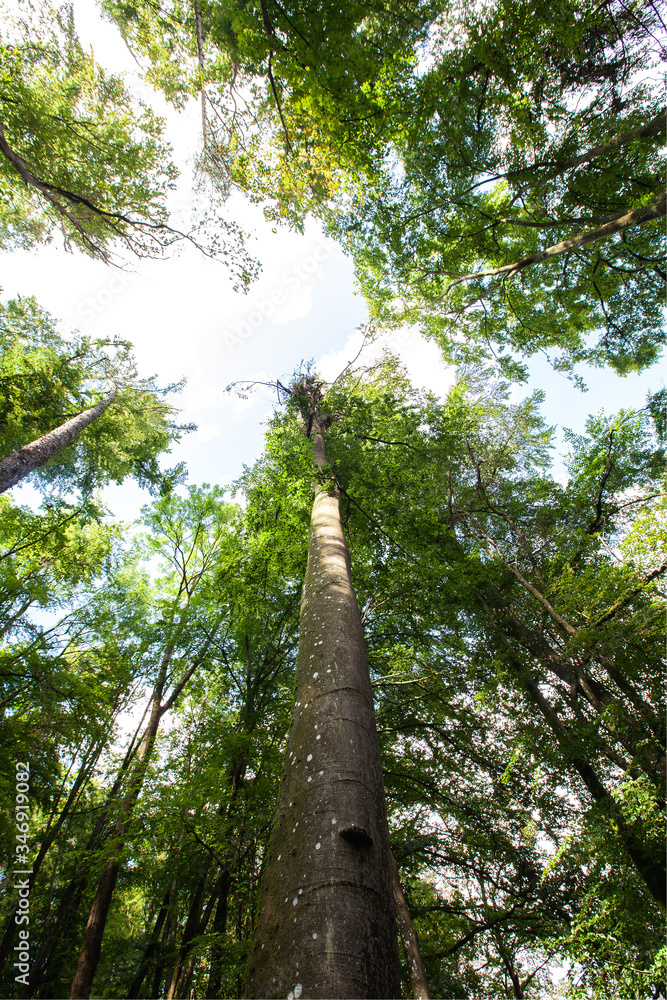 Fototapeta premium Bosque con árboles altos en verano