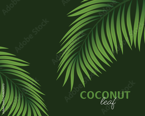 Realistic coconut organic milk ,oil and green palm leaves Vector illustration