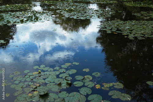 rainy background with ripples. Reflection of the sky in the water with leaves of water lilies.