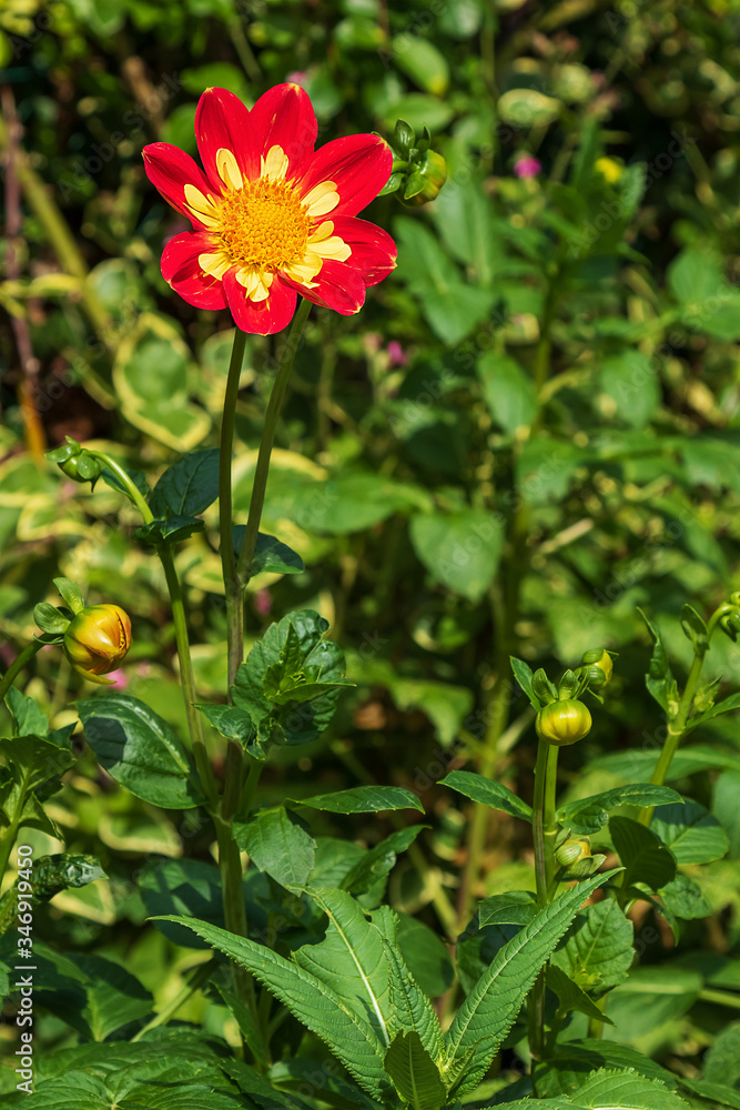 red dahlia flower with buds on background of green foliage. Flower card red dahlia flower with buds on background of green foliage. Flower card