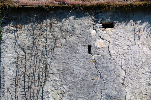 Antigua pared de barro con vegetación y ramas
