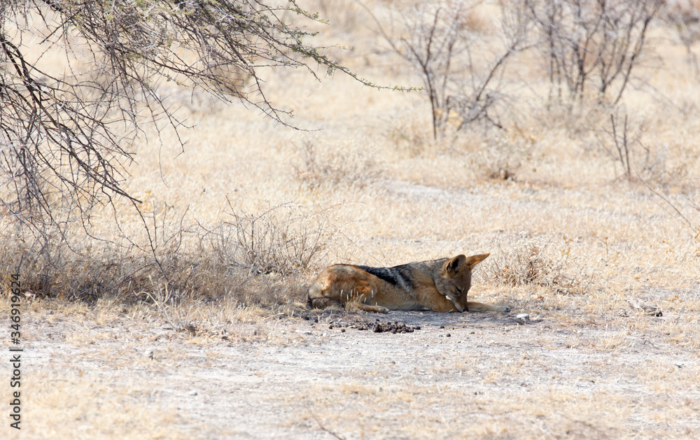 Photo of a resting jackal Photo of a resting jackal