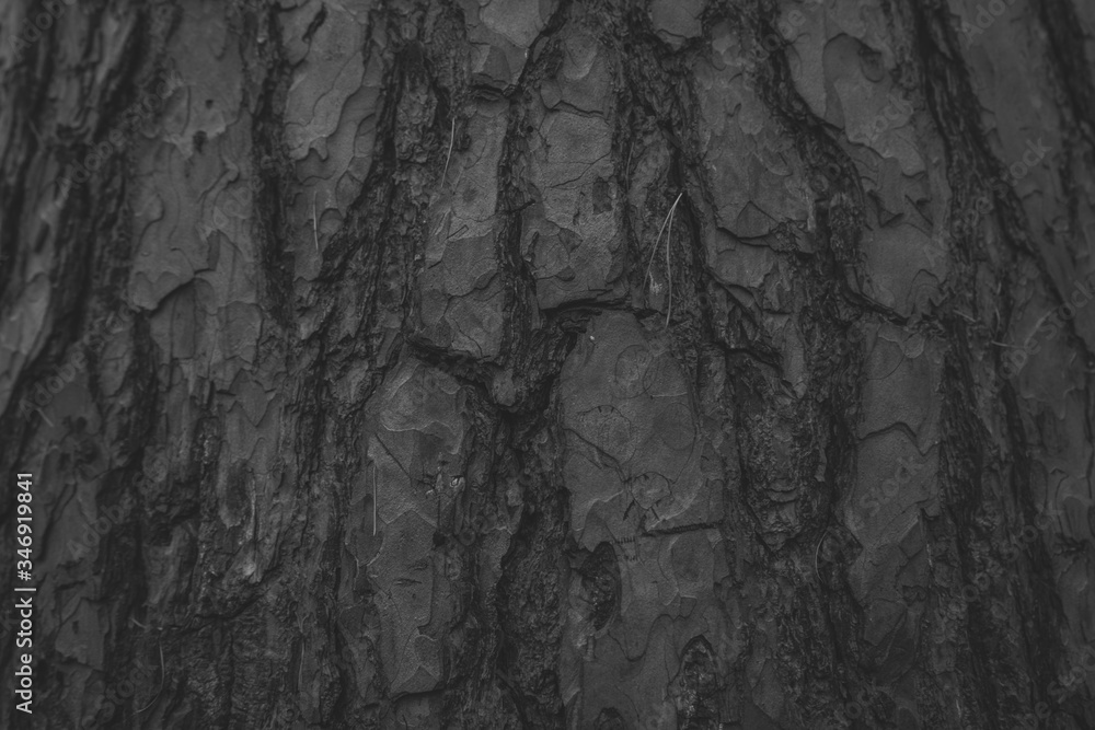 Textured and embossed tree bark close-up