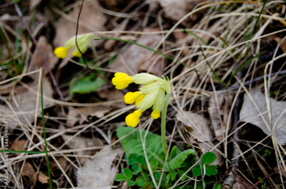 Photo of wild primrose photo in the forest Photo of wild primrose photo in the forest