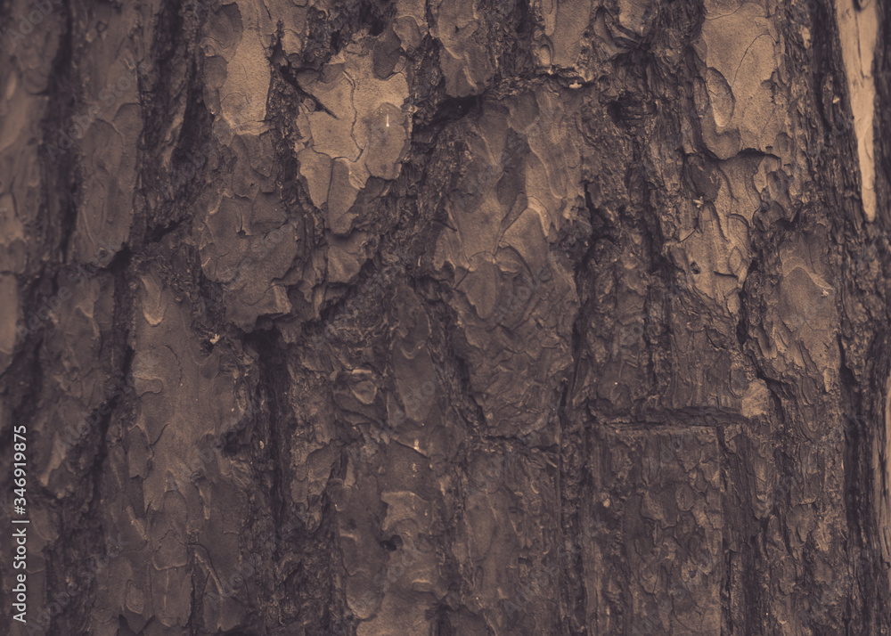 Textured and embossed tree bark close-up Textured and embossed tree bark close-up
