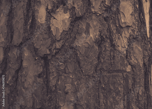 Textured and embossed tree bark close-up