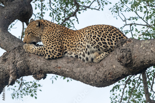 Female leopard  Panthera pardus  in a tree in the Timbavati Reserve  South Africa