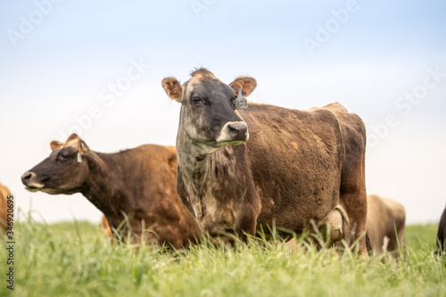 Close-up of Jersey cow in field against blue sky background. 