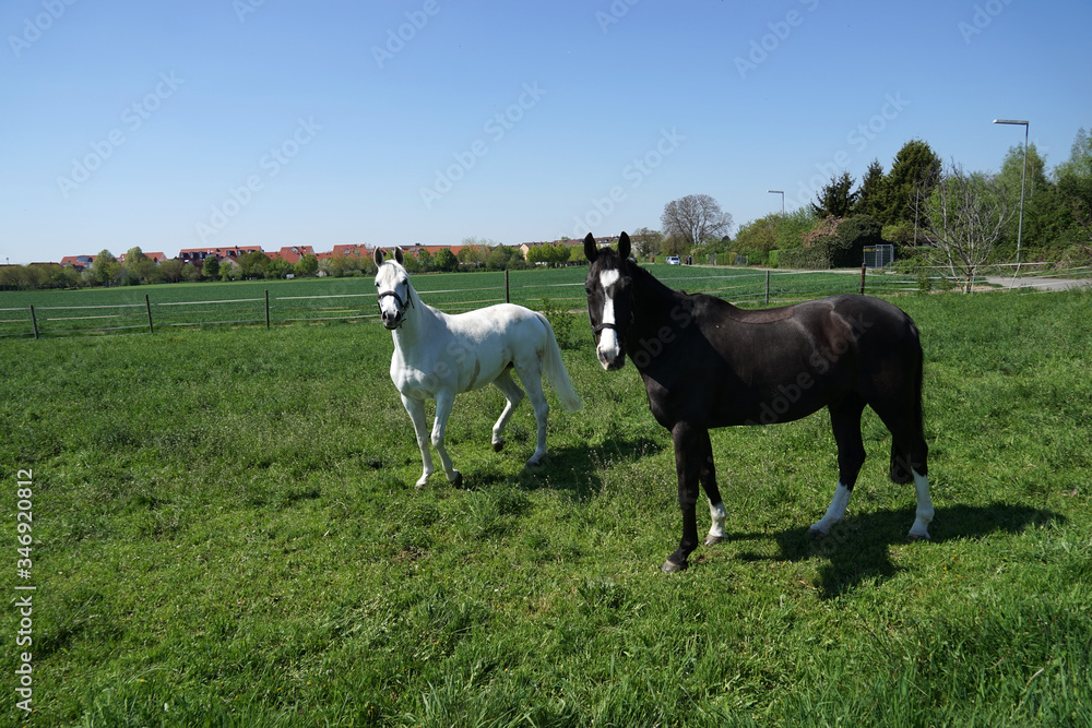 Obraz premium Pferdd.