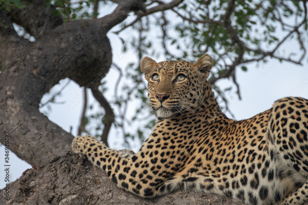 Fototapeta premium Female leopard (Panthera pardus) in a tree in the Timbavati Reserve, South Africa