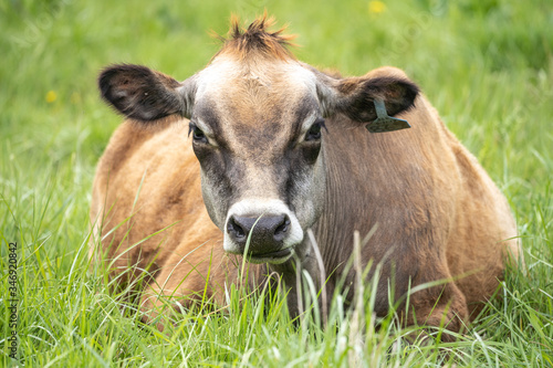 Jersey Cow in Field