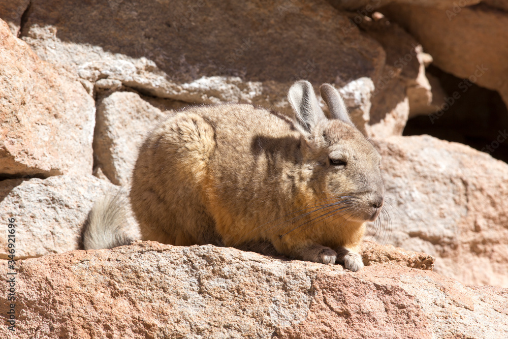 Fototapeta premium Photo of a southern viscacha