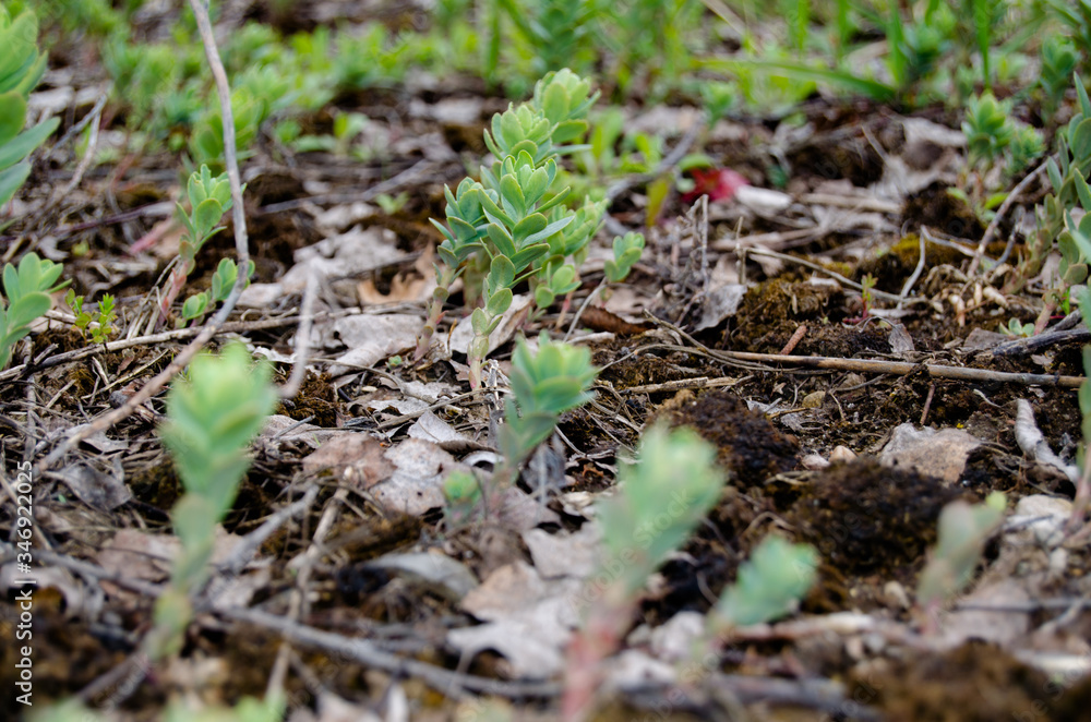 Photo of wild cabbage in early spring in the fields Photo of wild cabbage in early spring in the fields