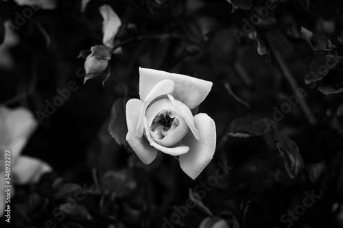 Floreciendo, blanco y negro