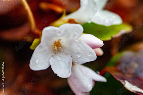 Dew on Trailing Arbutus in April photo