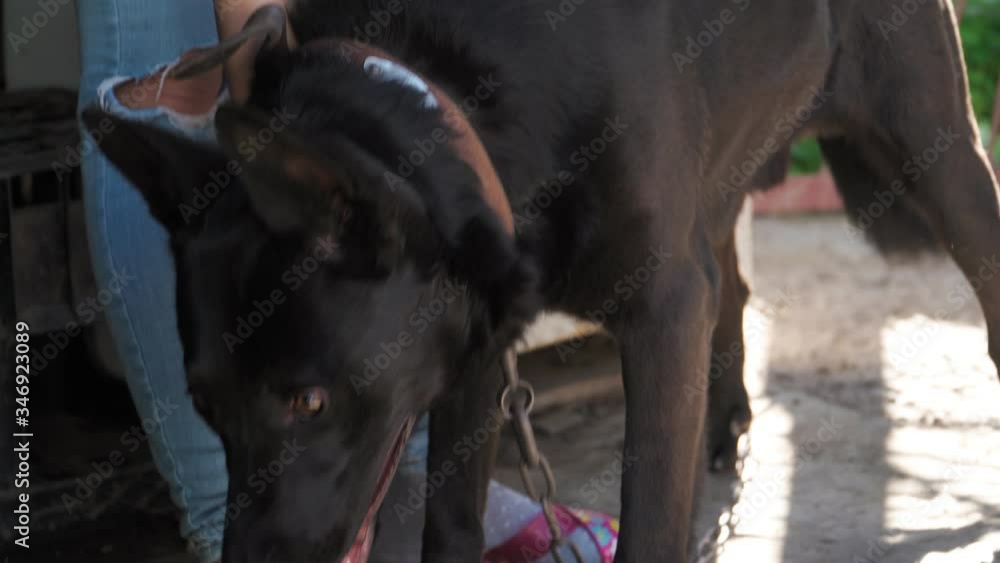 Woman stroking a beautiful black dog. The love of a pet. Close up Woman stroking a beautiful black dog. The love of a pet. Close up