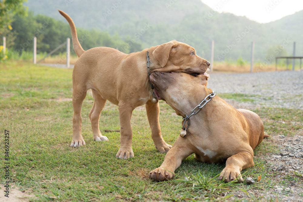 happy American Pit bull in garden